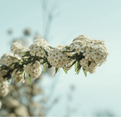 LA COMPRA INTELIGENTE